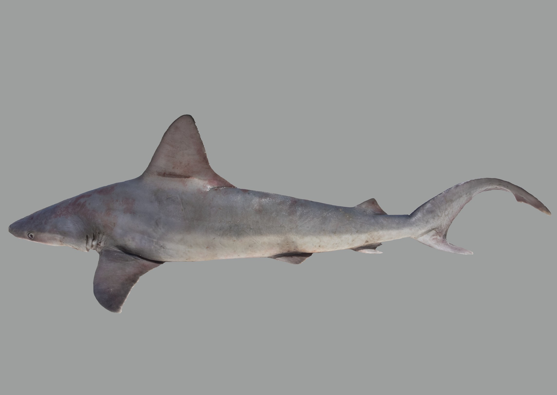Carcharhinus plumbeus, female, 120 cm TL, Socotra: Abd Al-Kuri; S.V. Bogorodsky & U. Zajonz
